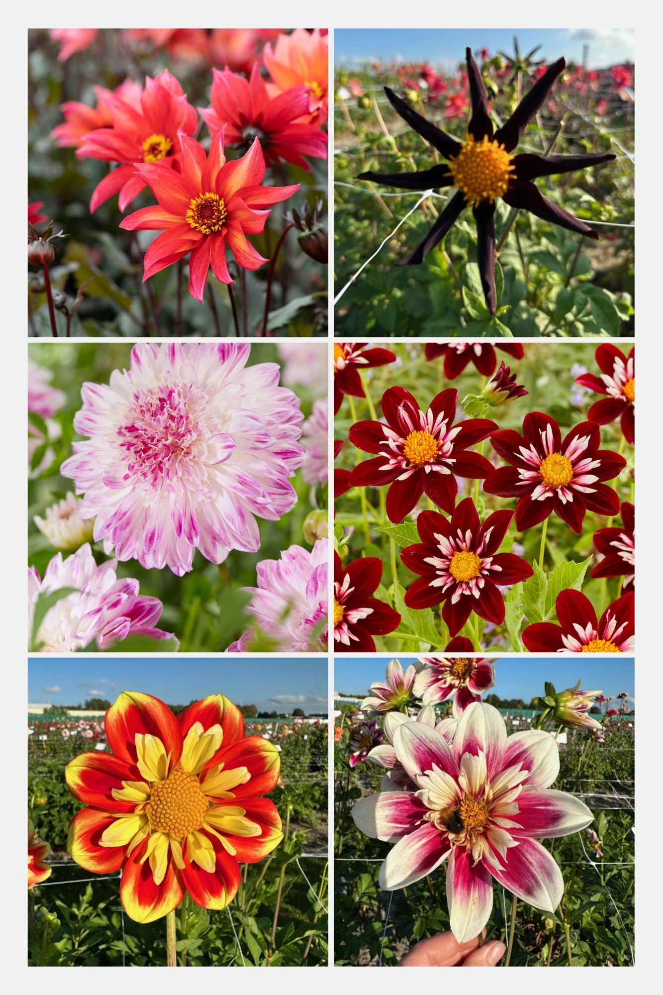 Bulbs4you Favourites Bee and Butterfly Dahlia Collection