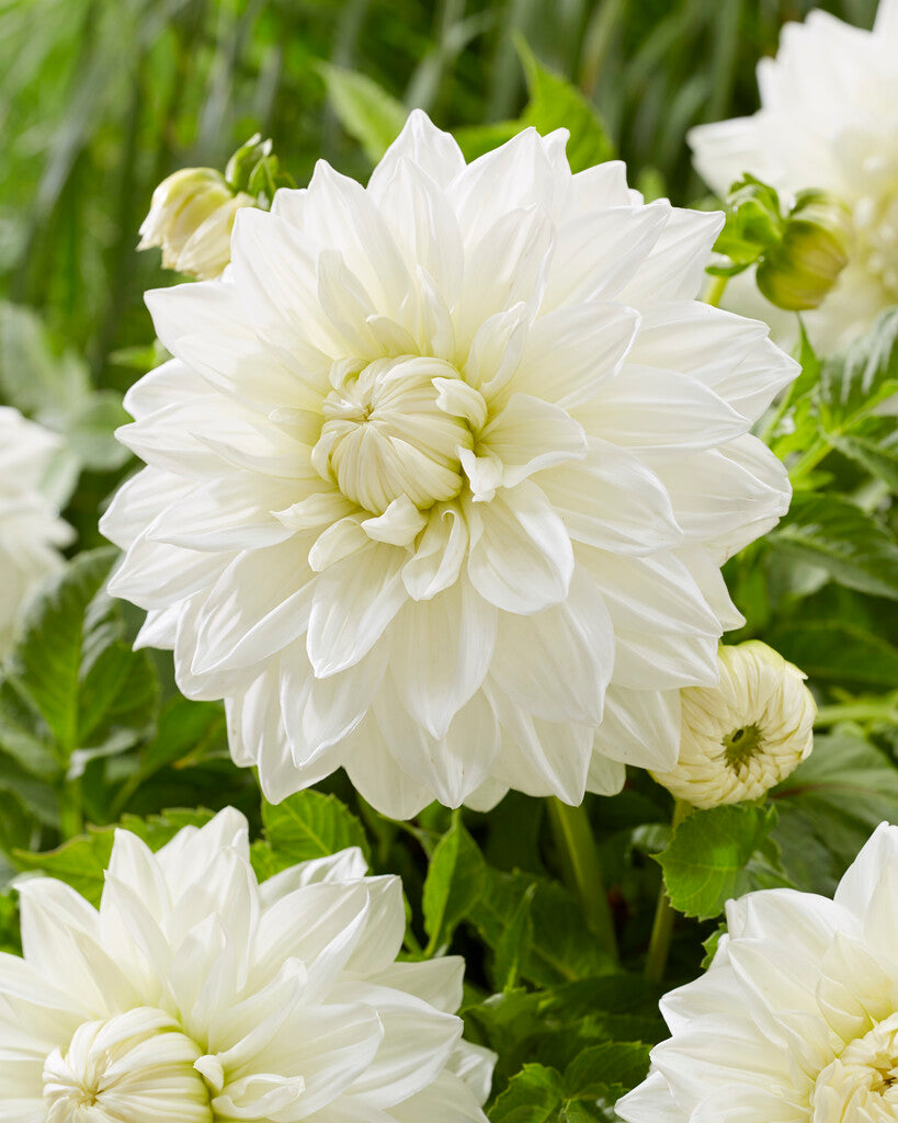 Dahlia Bull's Pride