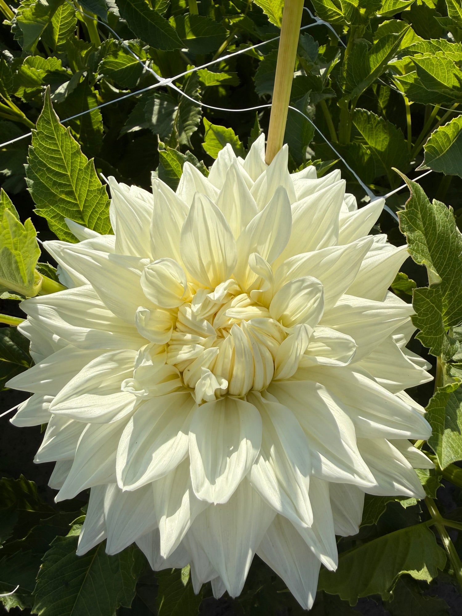 Dahlia Bull's Pride