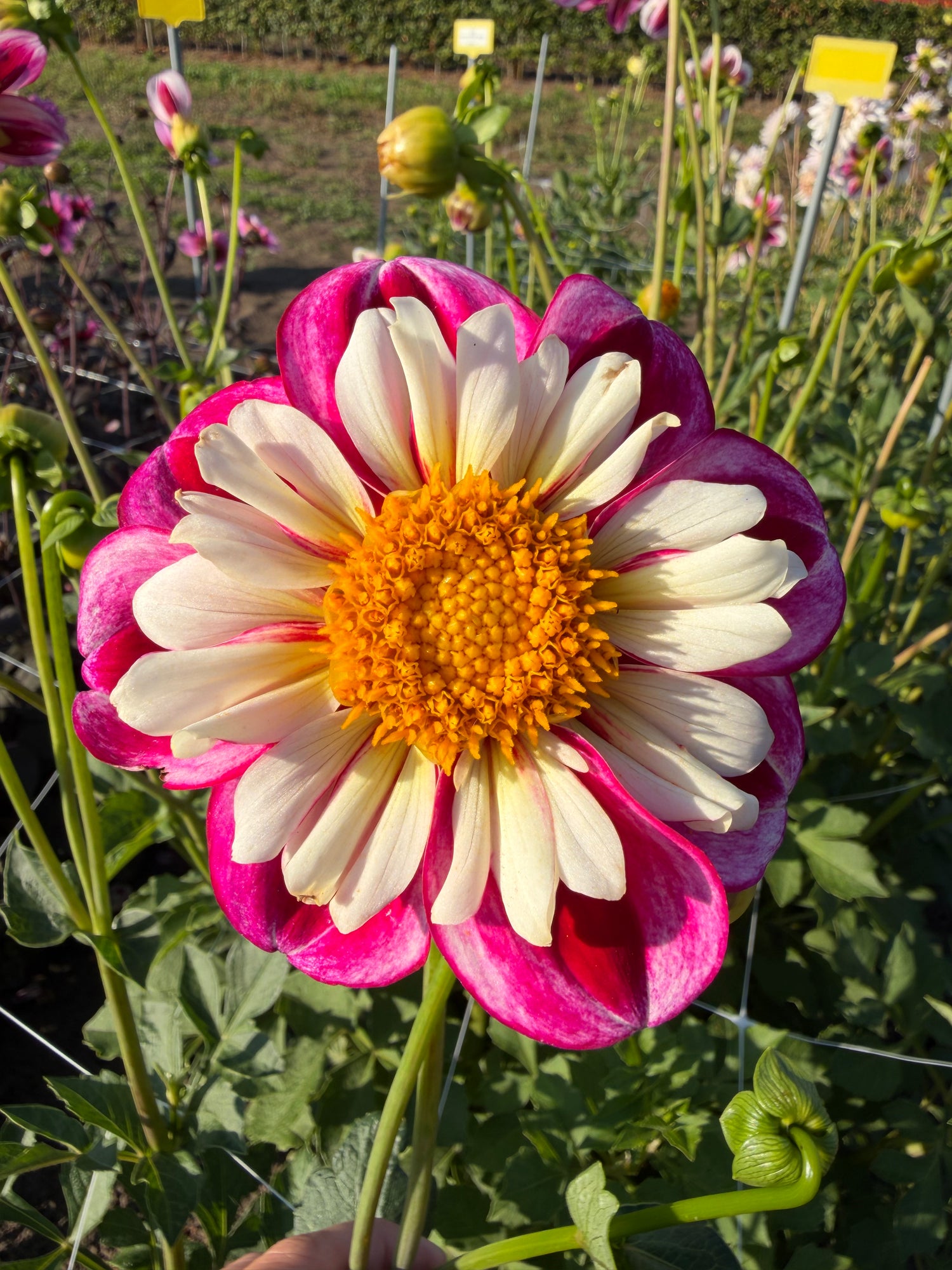 Dahlia Bumble Rumble