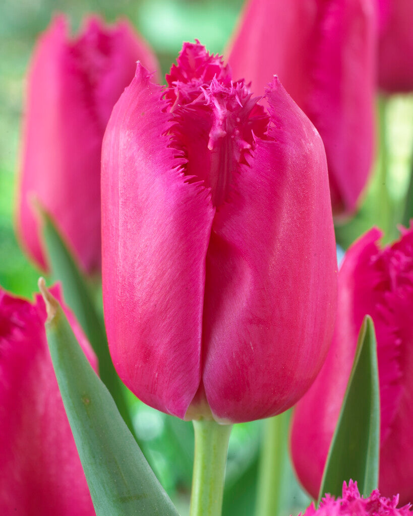Tulipa Burgundy Lace