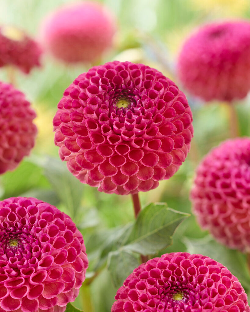 Dahlia Burlesca