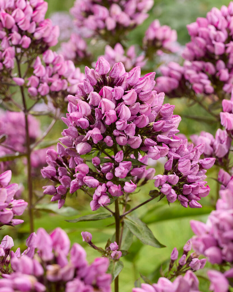 Phlox Butonik