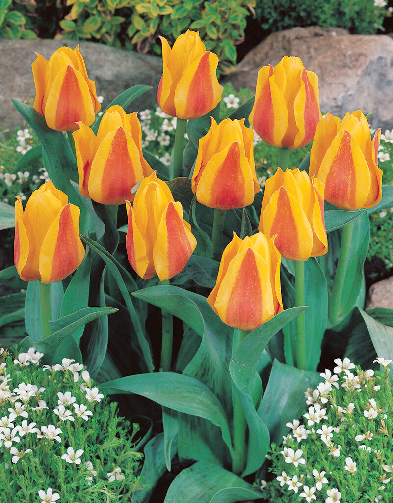 Tulipa Buttercup