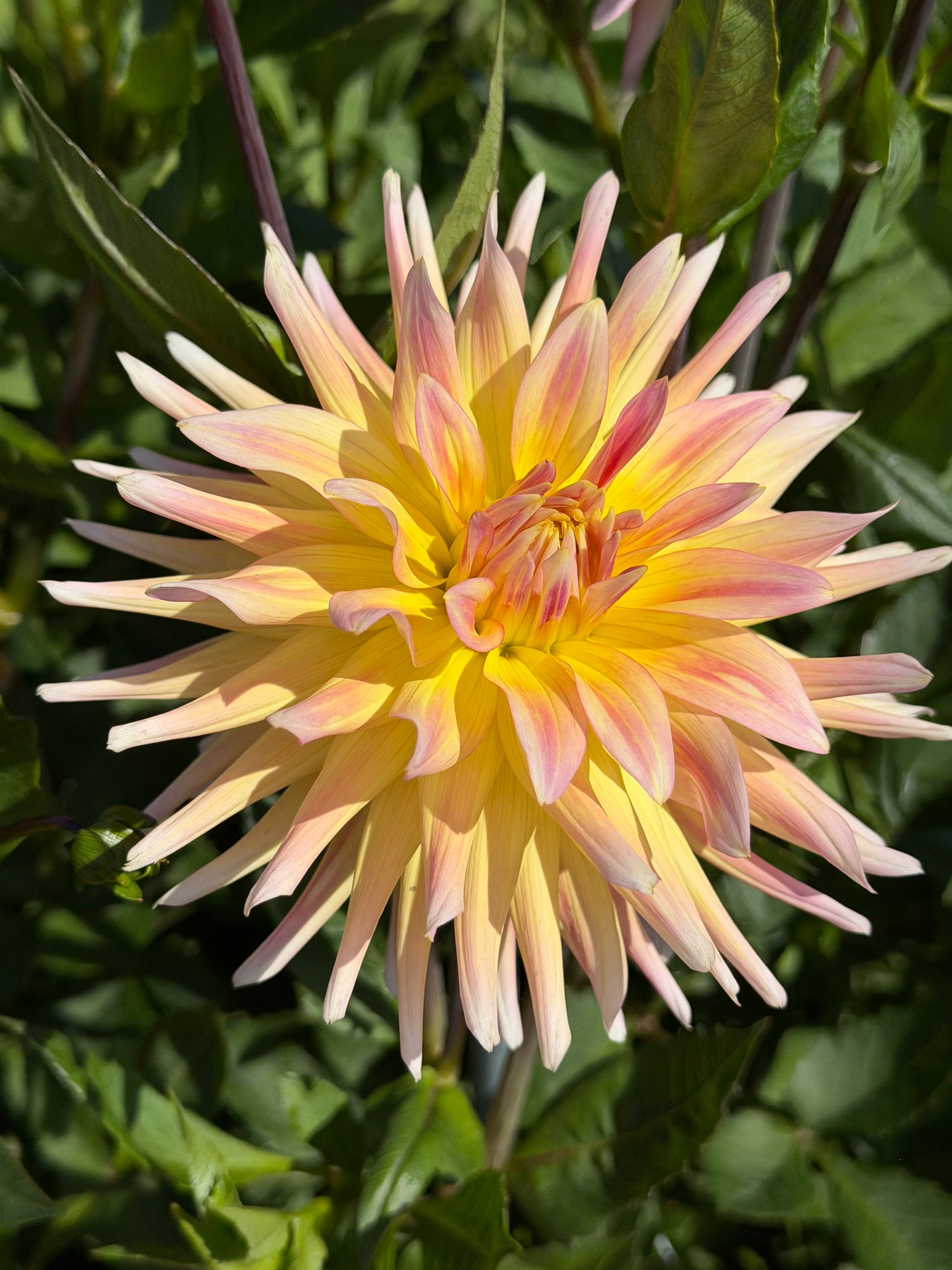 Dahlia Cabana Banana