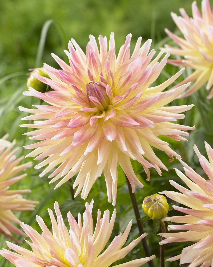 Dahlia Cabana Banana