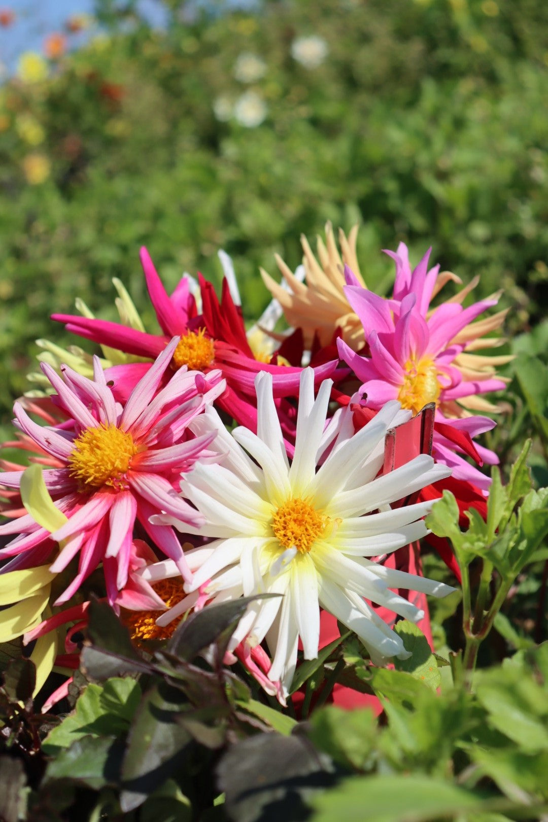 Dahlia Cactus Mix