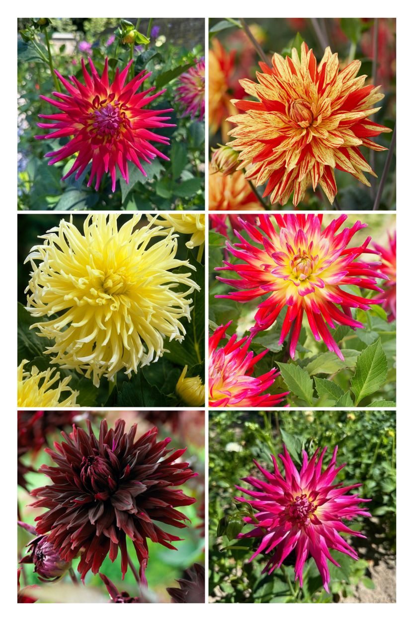 Dahlia collectie Semi-cactus