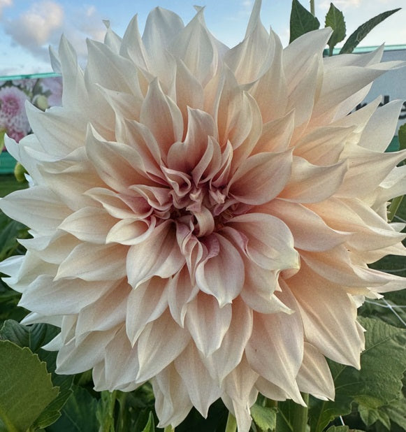 Dahlia Café au Lait