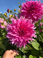 Dahlia Caféau Lait Rosé