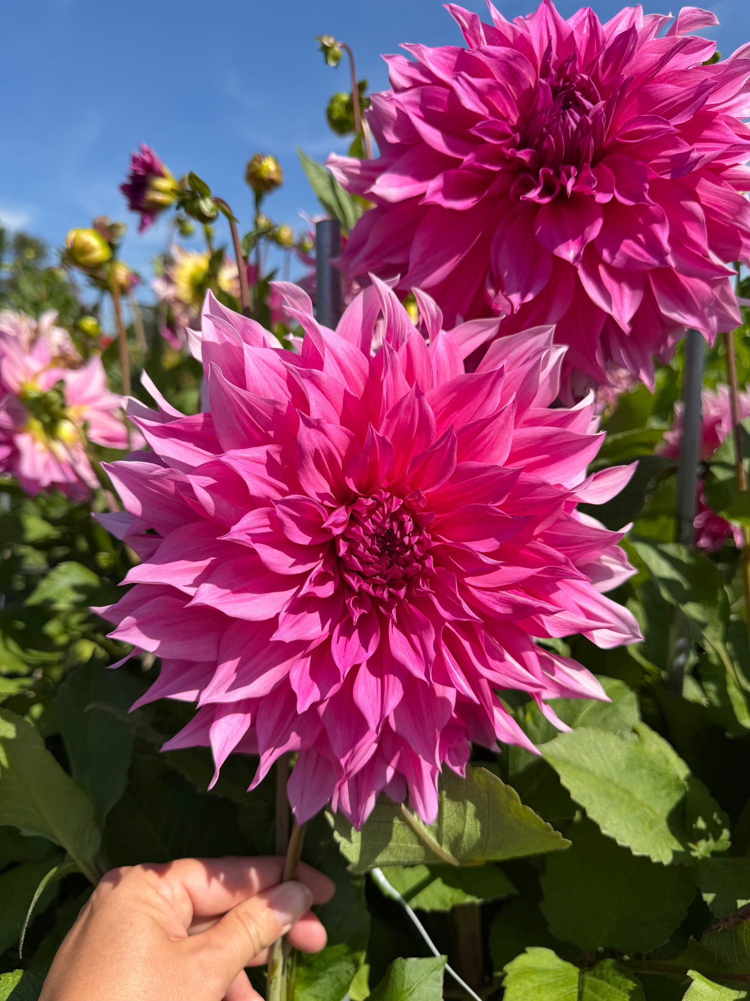 Dahlia Caféau Lait Rosé