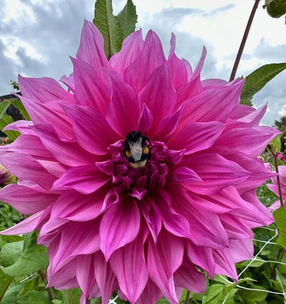 Dahlia Café au Lait Rosé