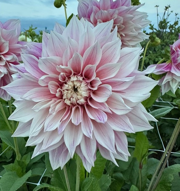 Dahlia Café au Lait Royal