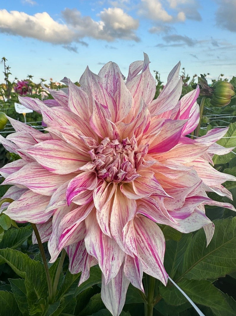 Dahlia Café au Lait Twist