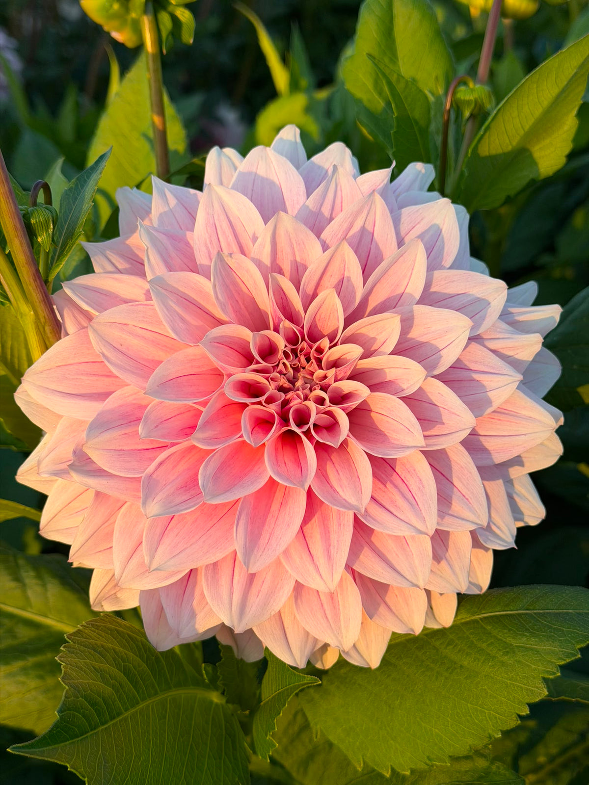 Dahlia Café au Lait Pale Pink