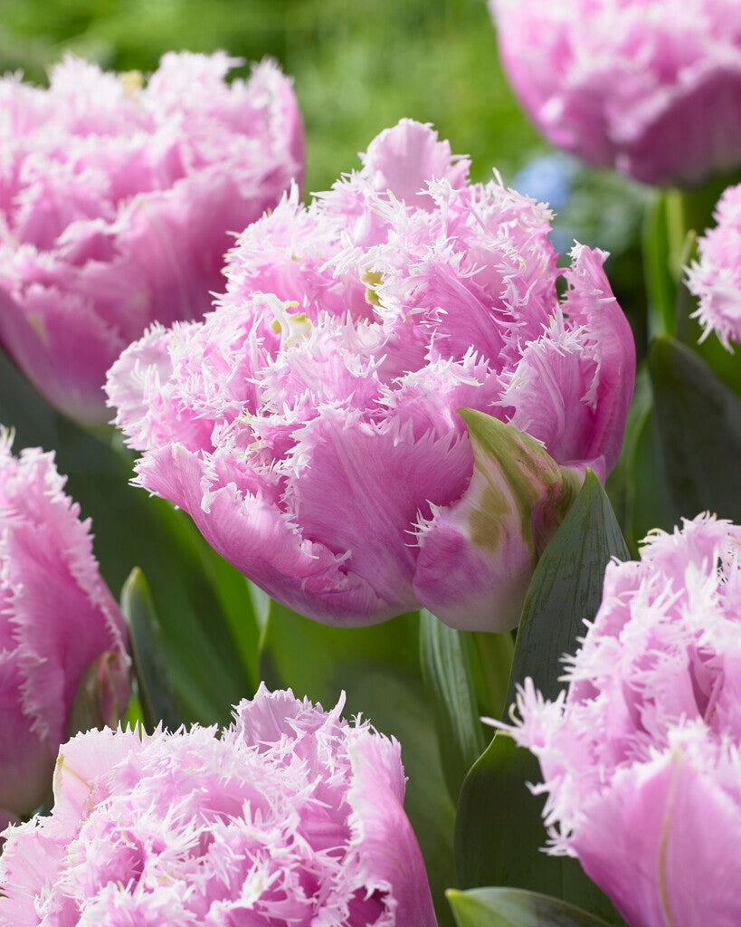 Tulipa Cairns