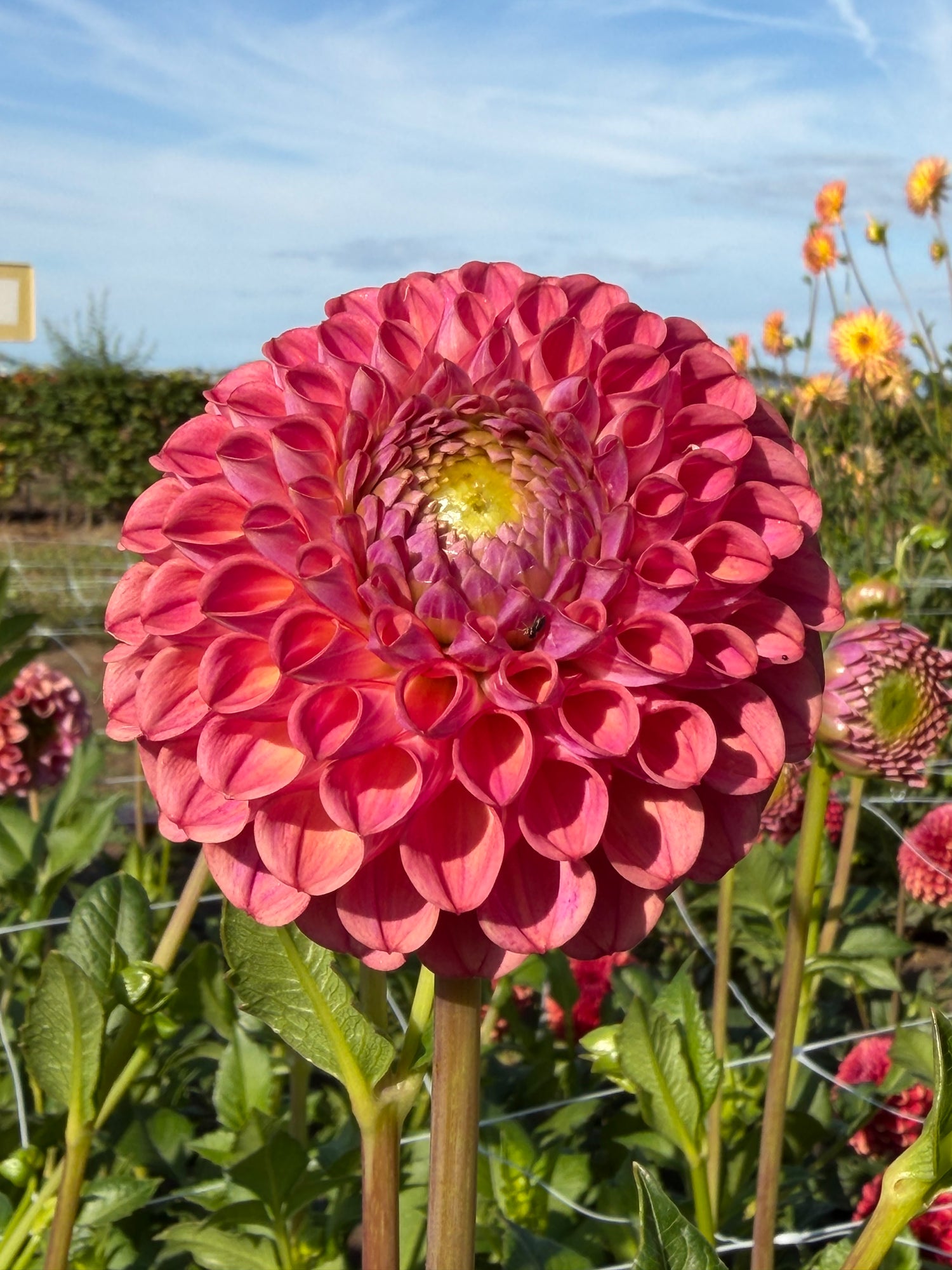 Dahlia Caitlin's Joy
