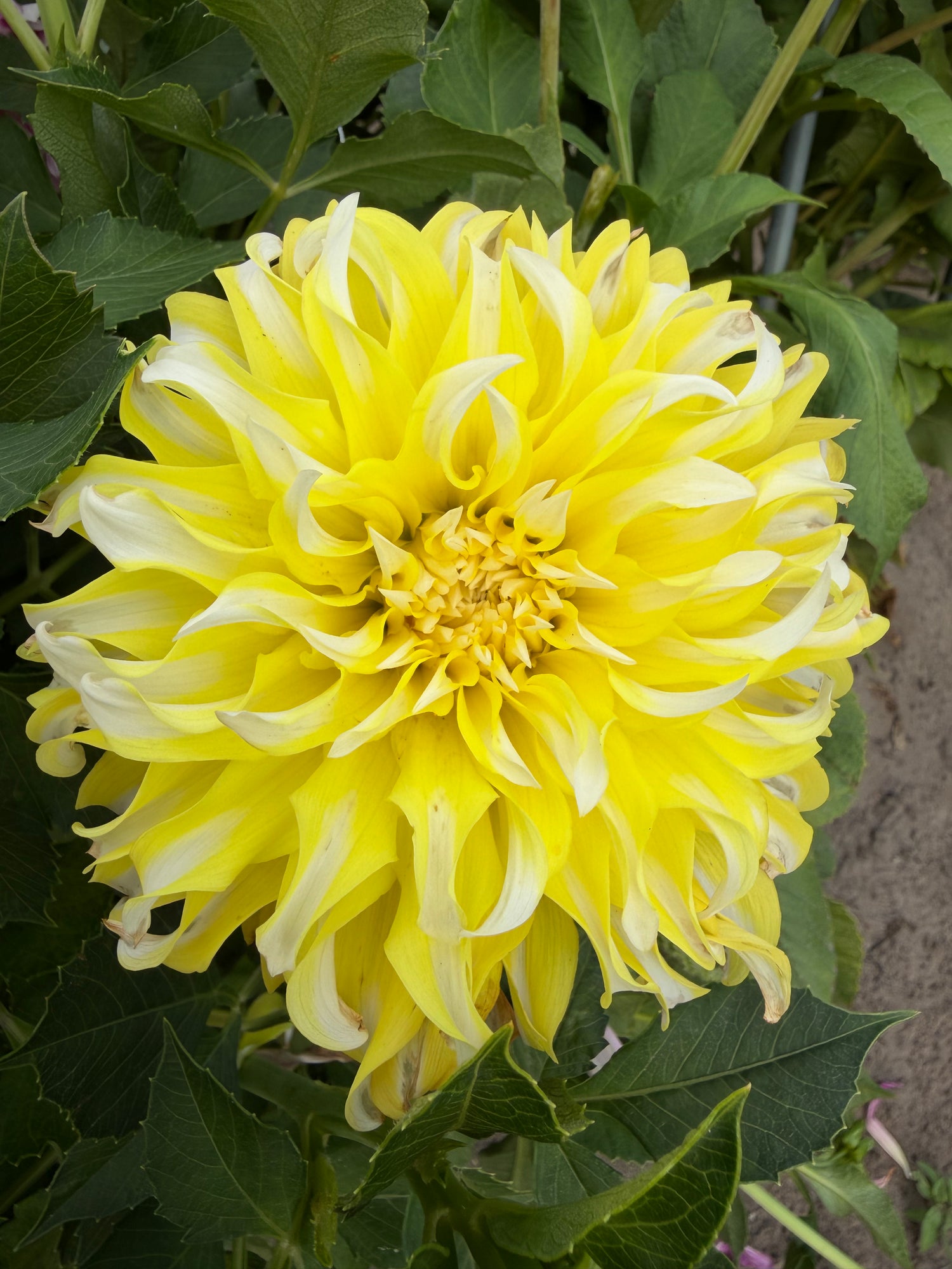 Dahlia Calgary Flames