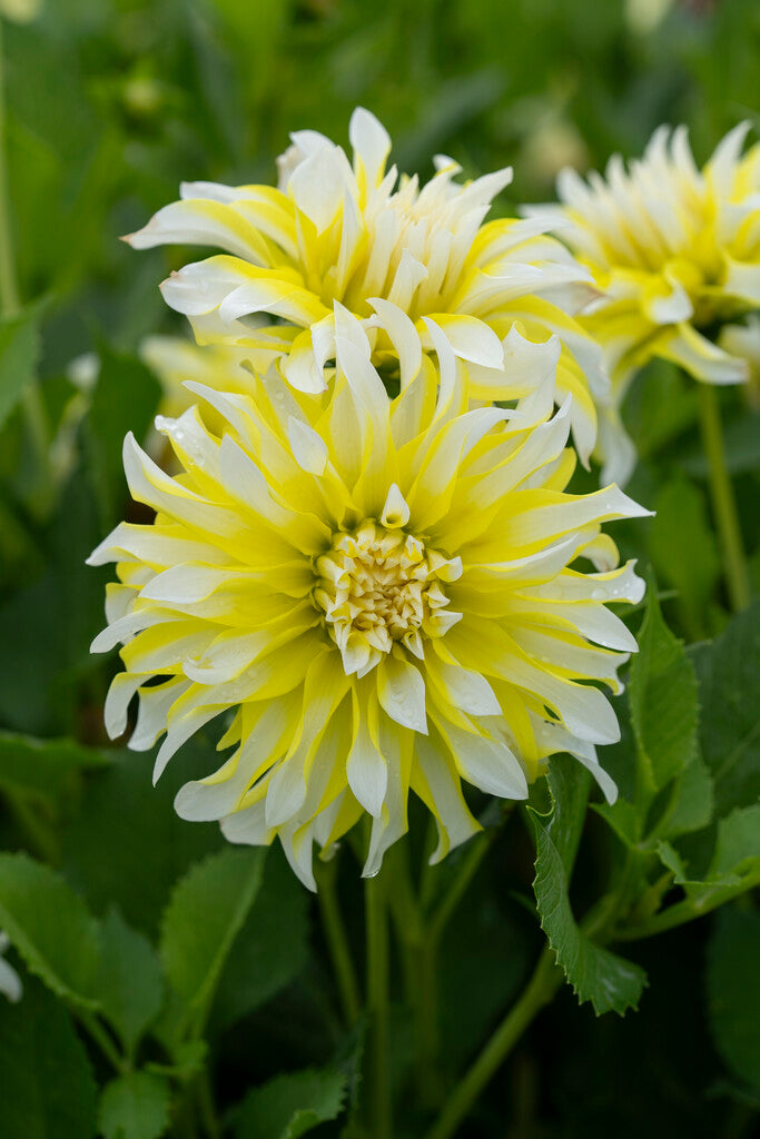 Dahlia Calgary Flames