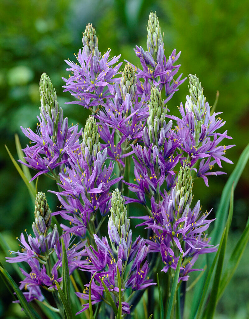 Camassia Quamash Orion