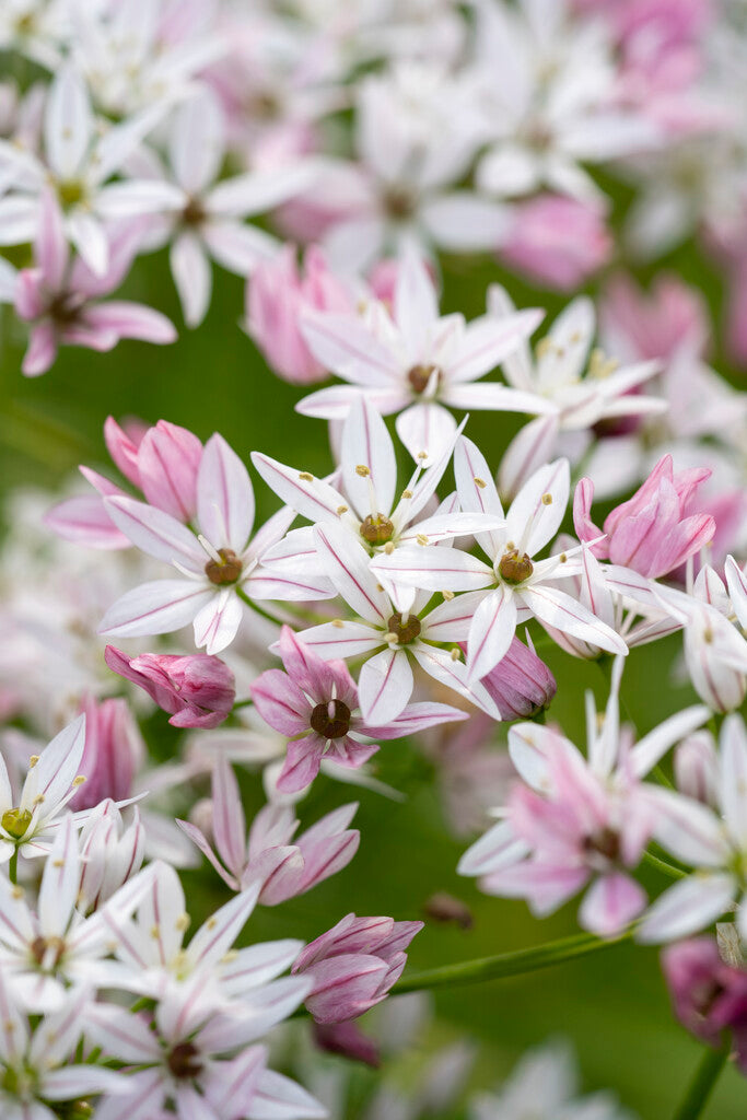 Allium Cameleon