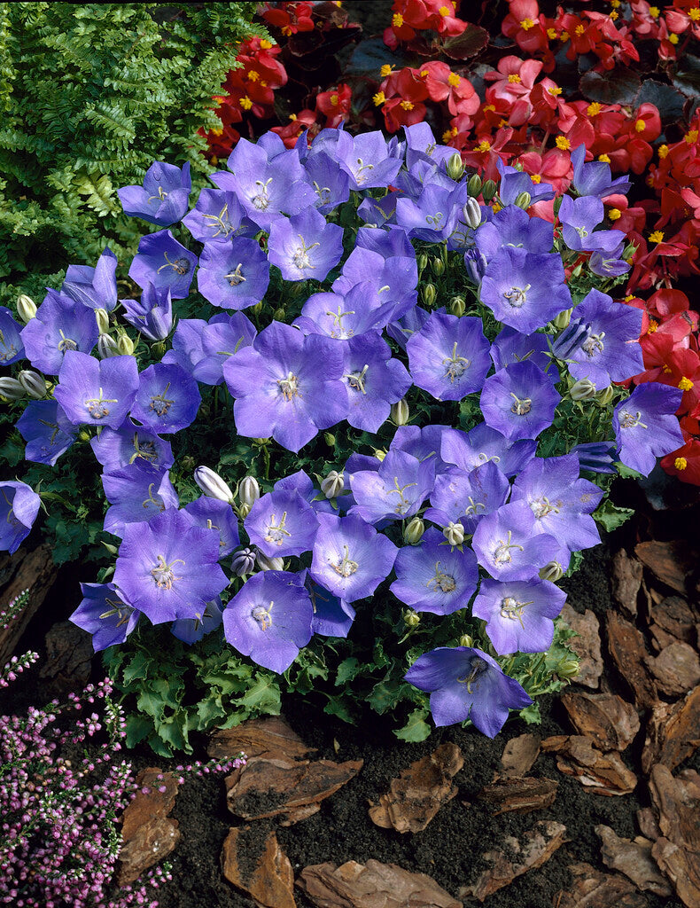 Campanula Blue Clips