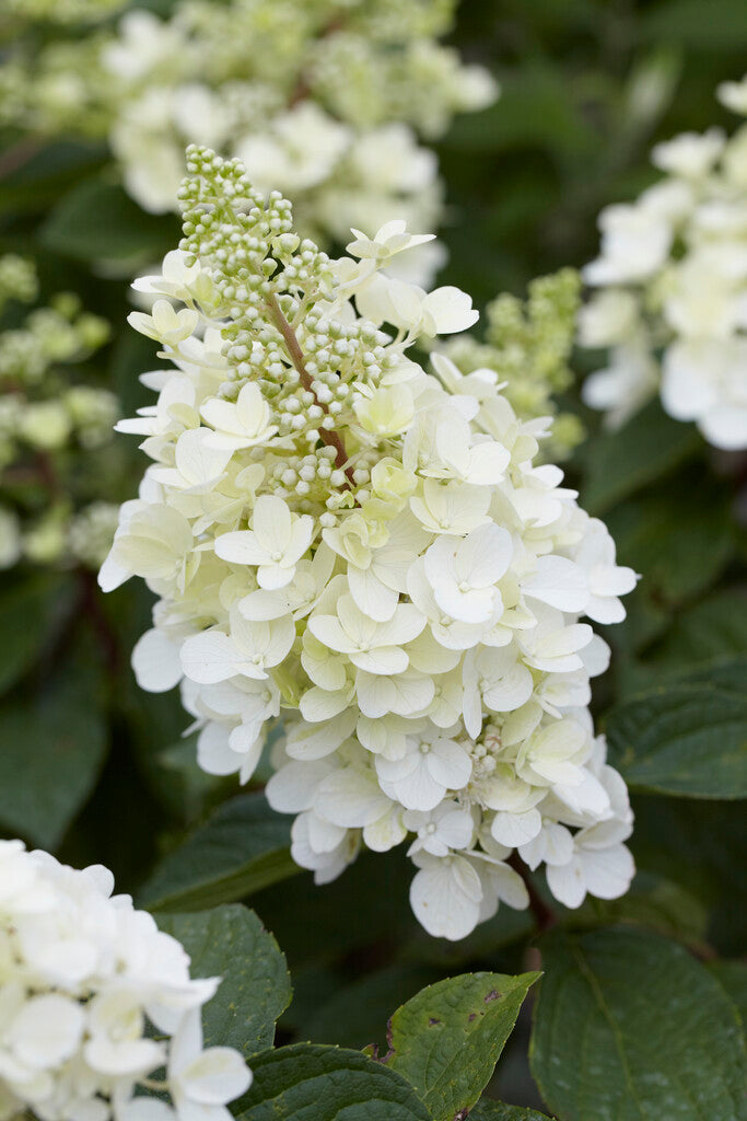 Hydrangea Paniculata Kerzenlicht