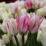 Tulipa Candy Club