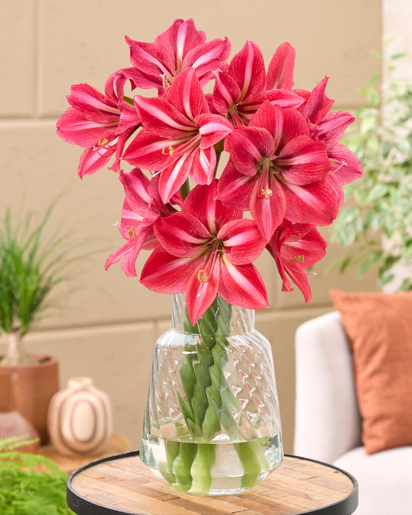 Amaryllis Candy Star