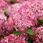 Hydrangea arborescens Candybelle Sorbet