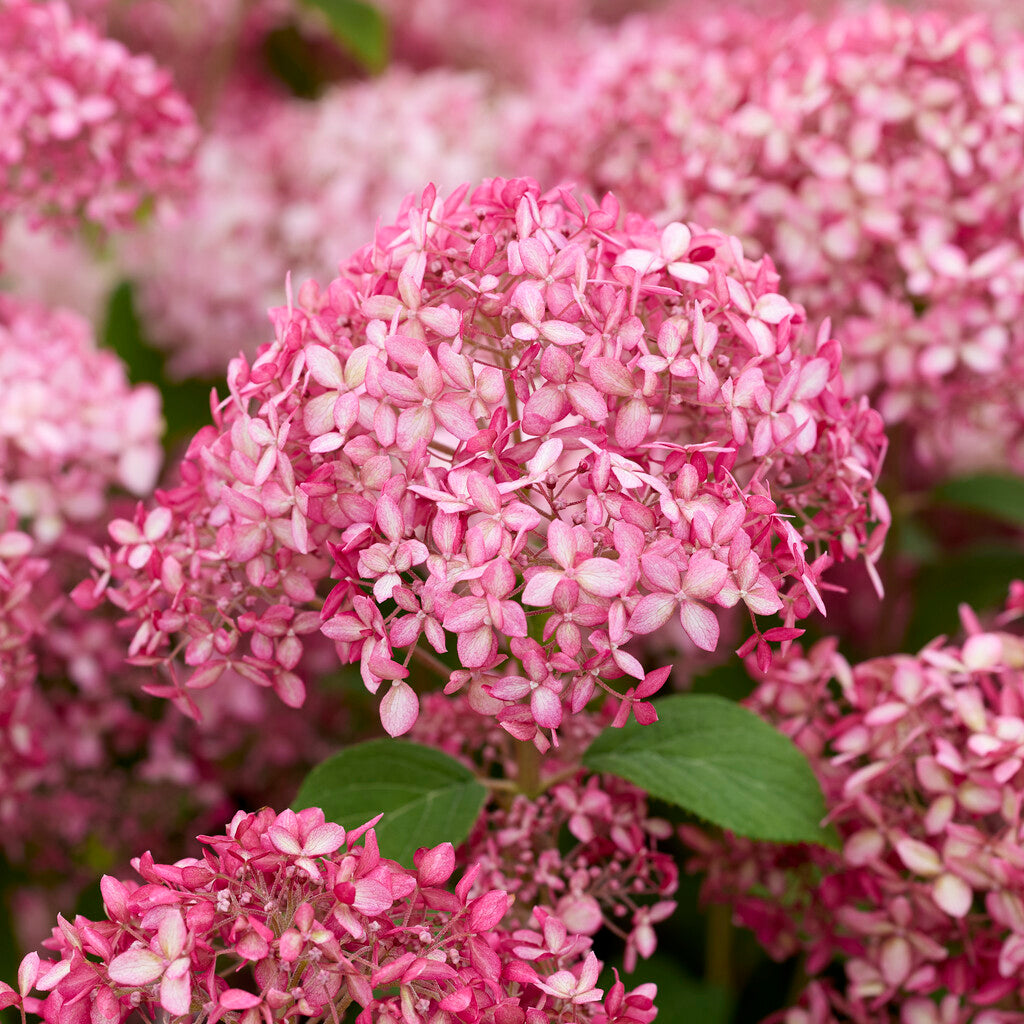Hydrangea arborescens Candybelle Sorbet
