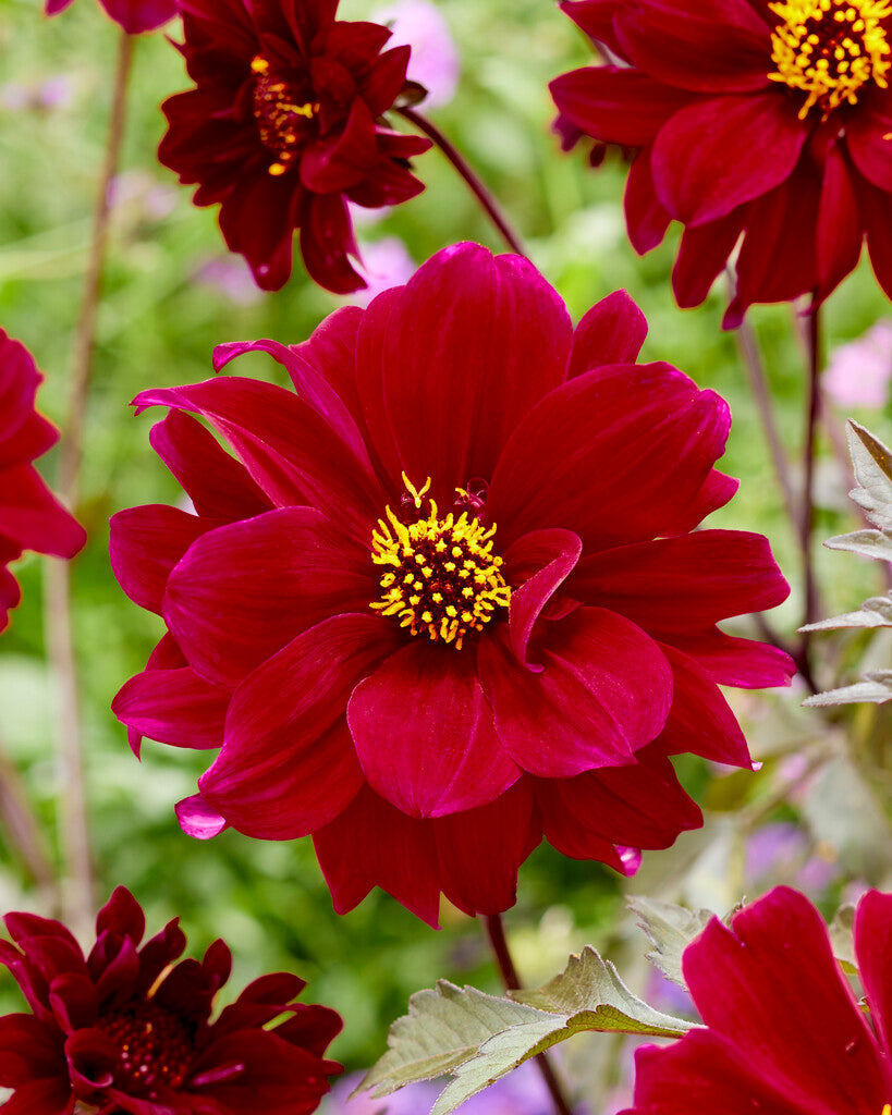 Dahlia Bishop of Canterbury