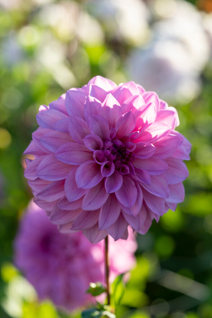 Dahlia Caravaggio