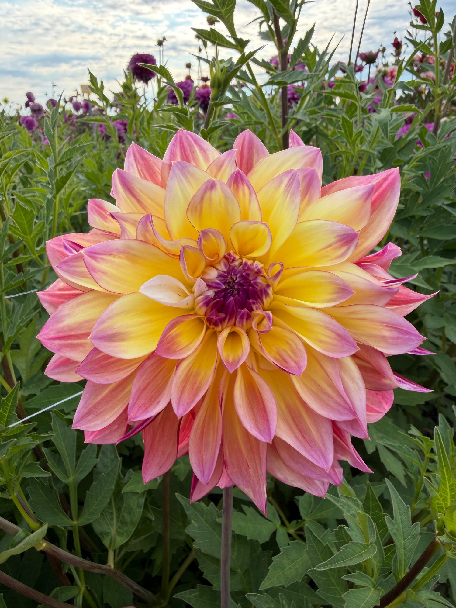 Dahlia Caribbean Fantasy