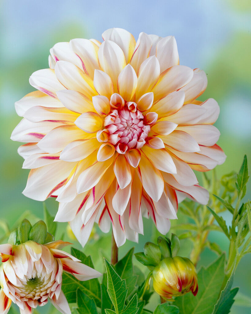 Dahlia Caribbean Fantasy