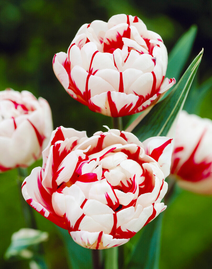 Tulipa Carnival of Nice