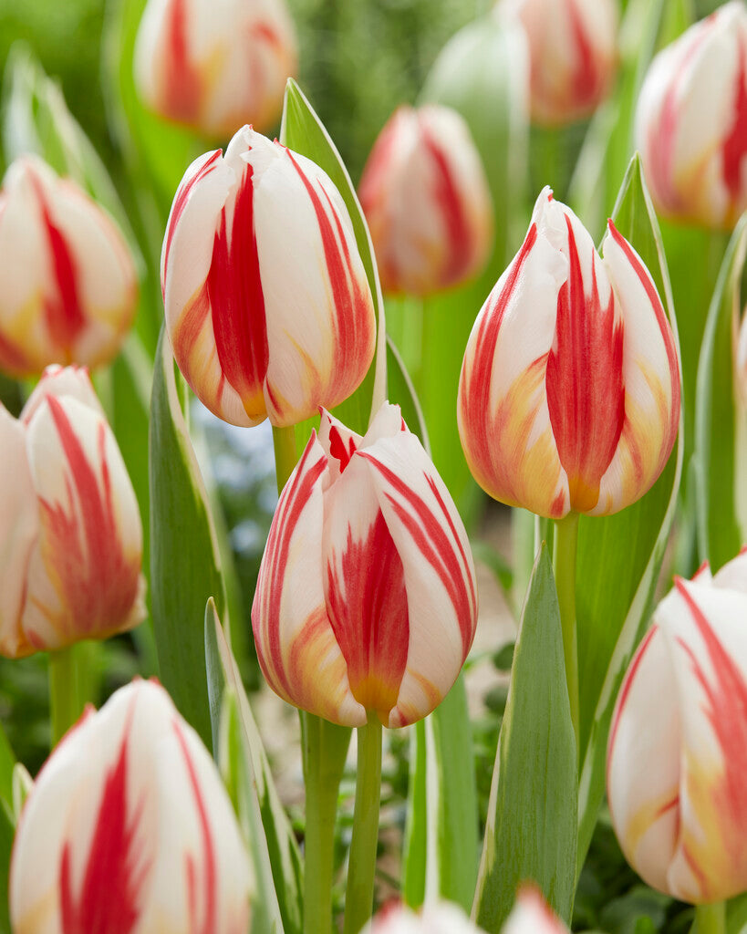 Tulipa Carnaval de Rio