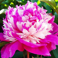 Paeonia Celebrity 3/5