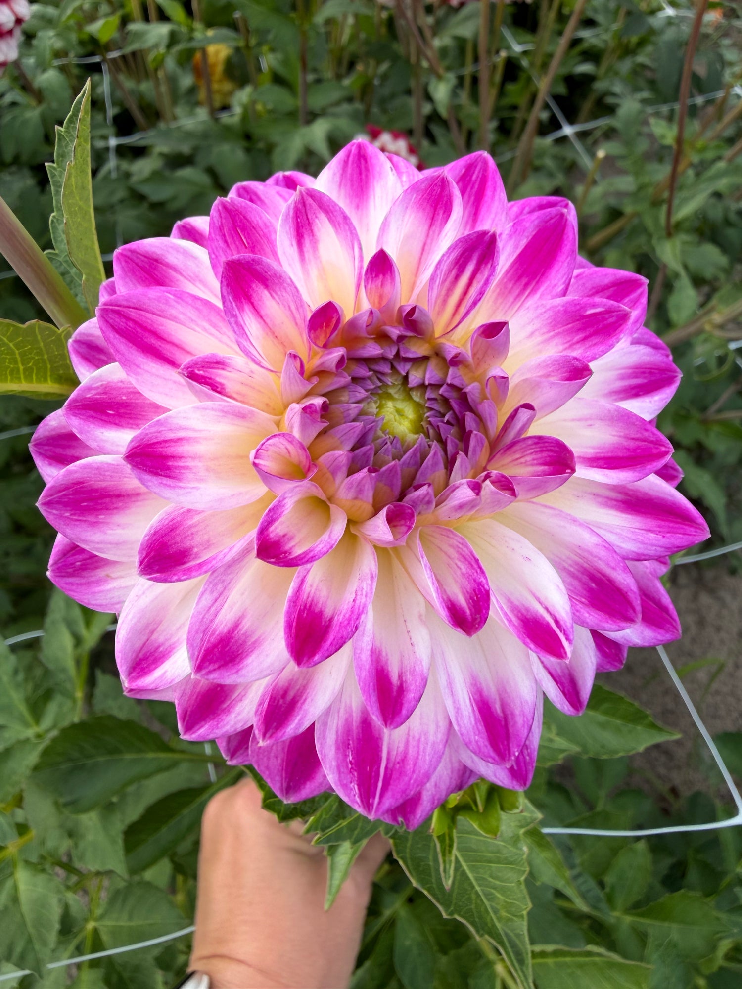 Dahlia Cera's Corsage