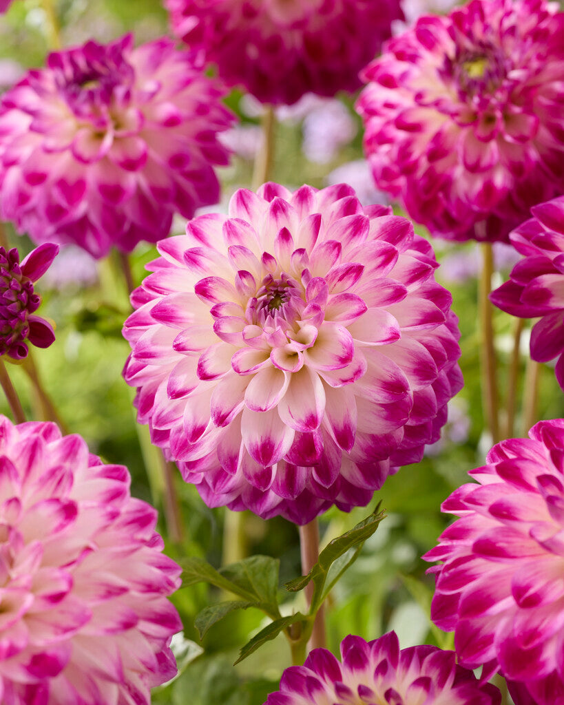 Dahlia Cera's Corsage