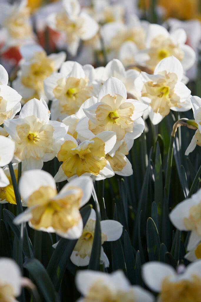 Narcissus Changing Colors