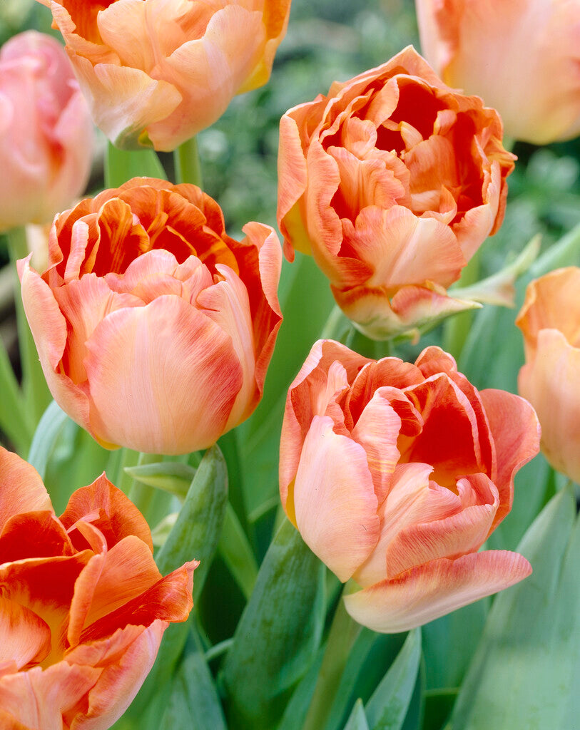 Tulipa Charmante Dame