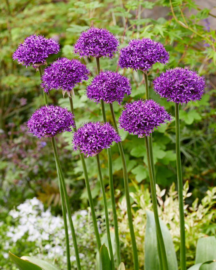 Allium Chicago