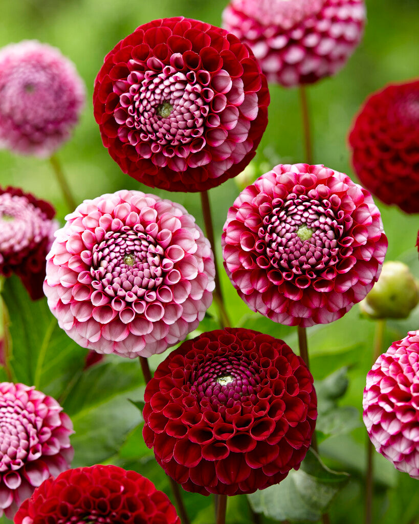 Dahlia Chick A Dee US