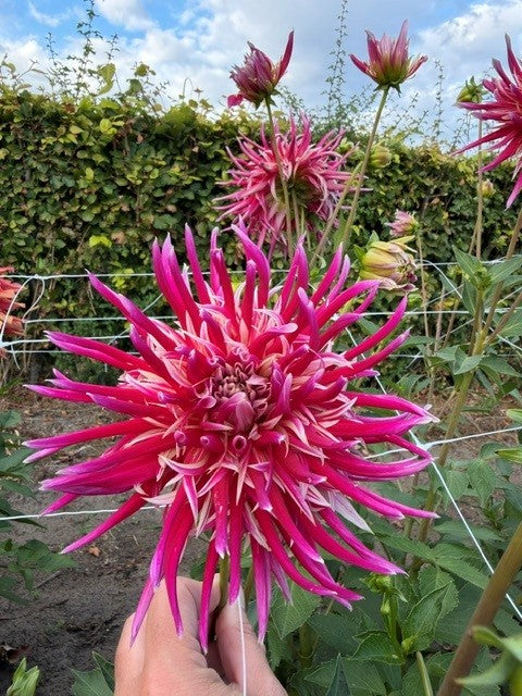 Dahlia China Town Song