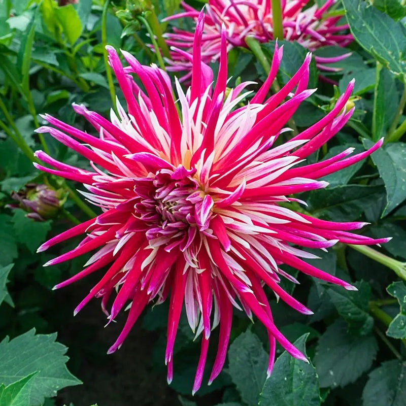 Dahlia China Town Song