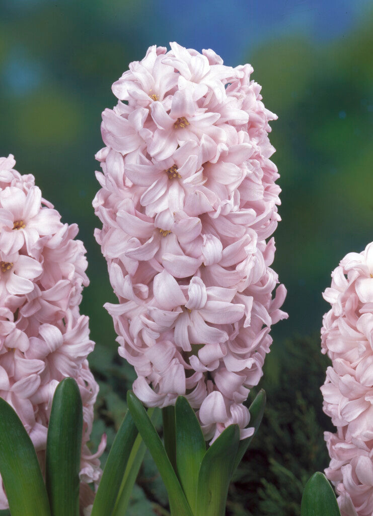 Hyacinth China Pink