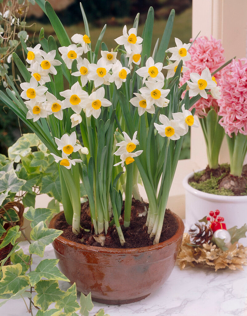 Narcissus Chinese Sacred Lily