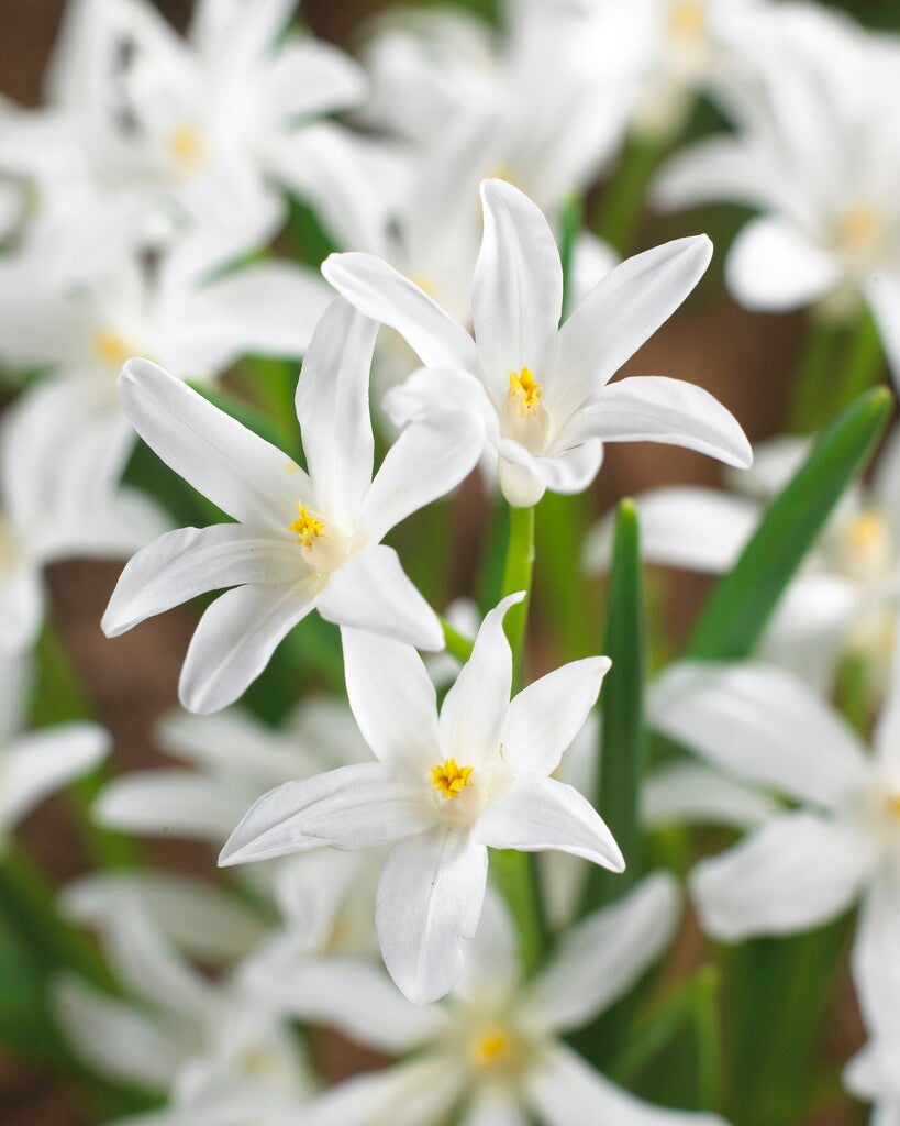 Chionodoxa luciliae Alba