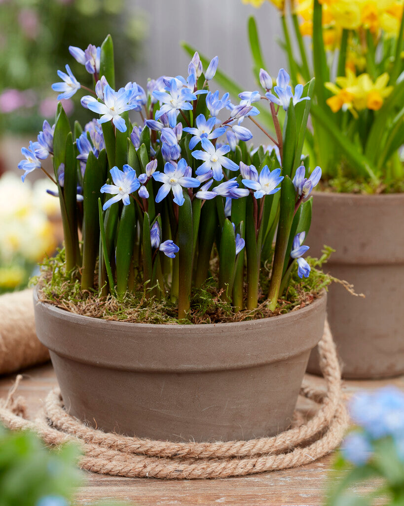 Chionodoxa forbesii Blue Giant